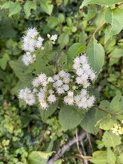 Ageratina