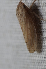 Curtara insularis