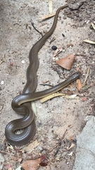 Lycodonomorphus rufulus