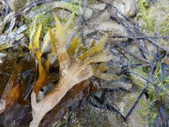 Fucus