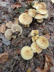 Pholiota jahnii