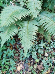 Dryopteridoideae