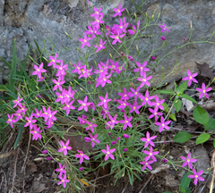 Zeltnera beyrichii
