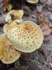 Pholiota jahnii