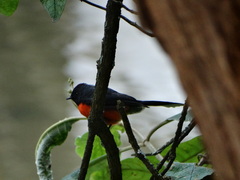 Myioborus miniatus