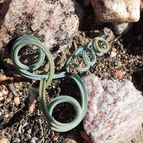 Image of Whirlwind Tamarak (Albuca concordiana) by (c) Nicola van Berkel, some rights reserved (CC BY-SA)