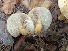 Pholiota jahnii