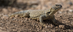 Uromastyx acanthinura