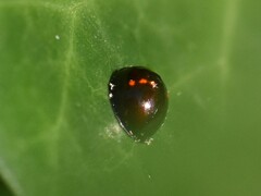 Chilocorus bipustulatus