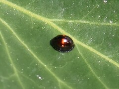 Chilocorus bipustulatus