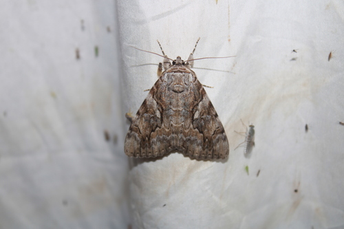 Yellow-banded Underwing photo 3