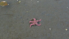 Pisaster brevispinus