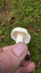 Hygrophorus chrysodon