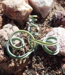 Albuca concordiana