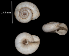 Xerolenta obvia