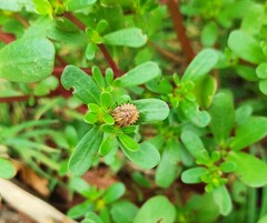 Graphosoma italicum italicum