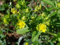 Potentilla norvegica