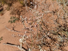 Eriogonum microtheca