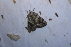 Catocala micronympha