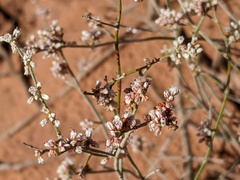 Eriogonum microtheca