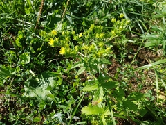 Potentilla norvegica
