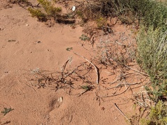 Eriogonum microtheca