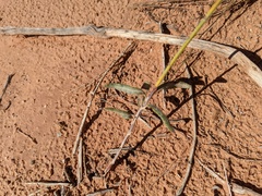 Eriogonum microtheca