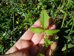 Potentilla norvegica
