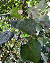Macaranga denticulata