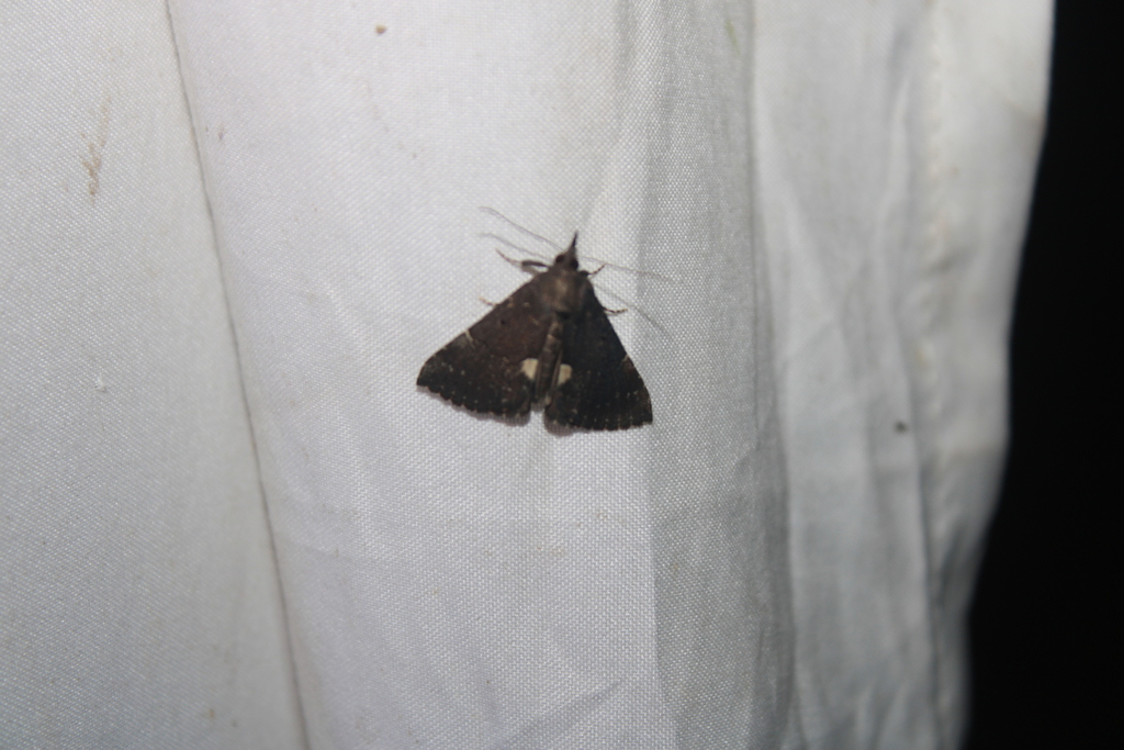 Dimorphic Snout