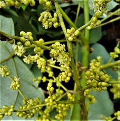 Macaranga denticulata