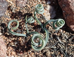 Albuca concordiana
