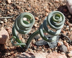 Albuca concordiana