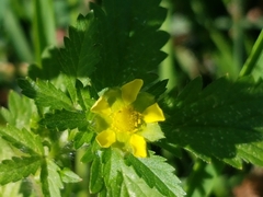 Potentilla norvegica