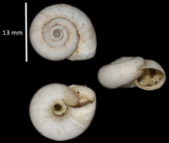 Xerolenta obvia