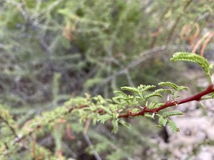 Vachellia vernicosa