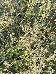Parthenium incanum