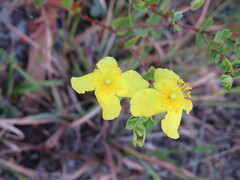 Hypericum tetrapetalum