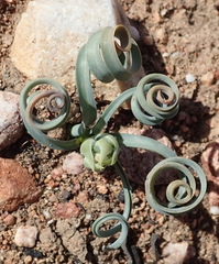 Albuca concordiana