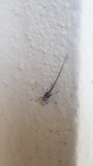 Callibaetis pictus