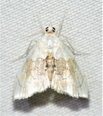 Lipocosma sicalis