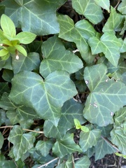 Hedera