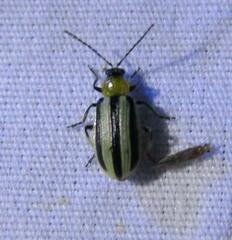 Acalymma trivittatum