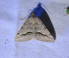 Frederickia s-signata