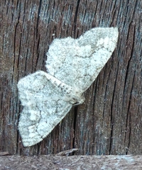 Hypagyrtis piniata