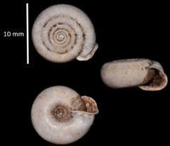 Helicodonta obvoluta