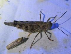 Spharagemon cristatum