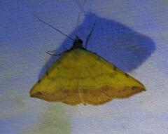 Hemeroplanis floccalis