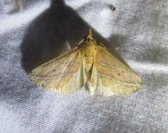 Phyprosopus callitrichoides