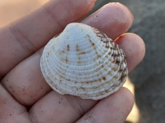 Glycymeris glycymeris